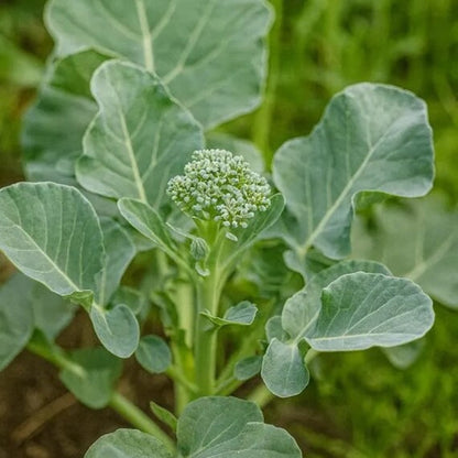 Calabrese Broccoli seeds - Vegetable Plant