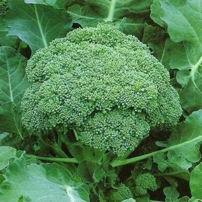 Calabrese Broccoli seeds - Vegetable Plant