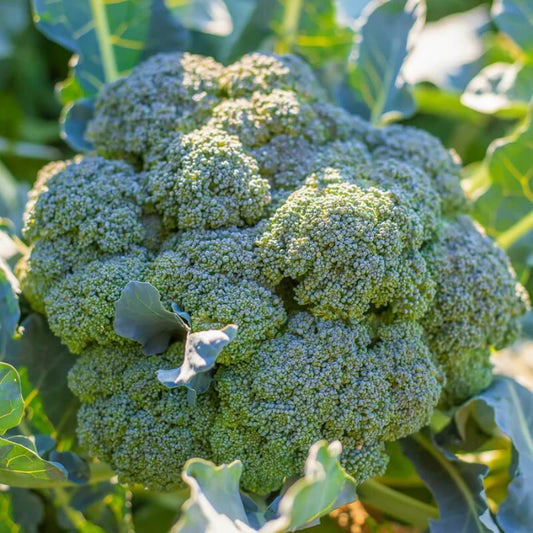 Calabrese Broccoli seeds - Vegetable Plant