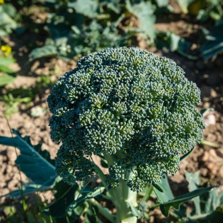 Calabrese Seeds - Heirloom Vegetable Plant for Home Gardens