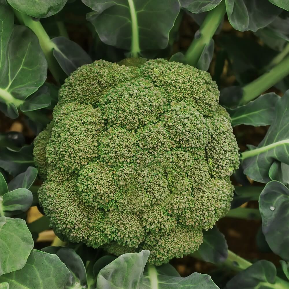 Calabrese Seeds - Heirloom Vegetable Plant for Home Gardens