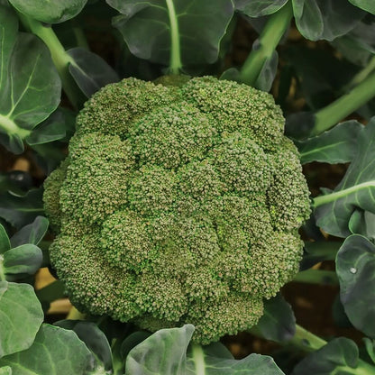 Calabrese Seeds - Heirloom Vegetable Plant for Home Gardens