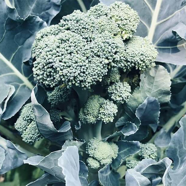 Calabrese Seeds - Heirloom Vegetable Plant for Home Gardens
