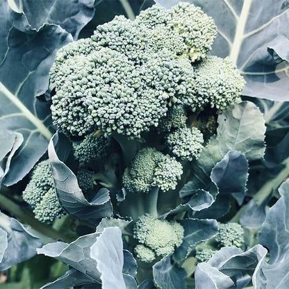 Calabrese Seeds - Heirloom Vegetable Plant for Home Gardens