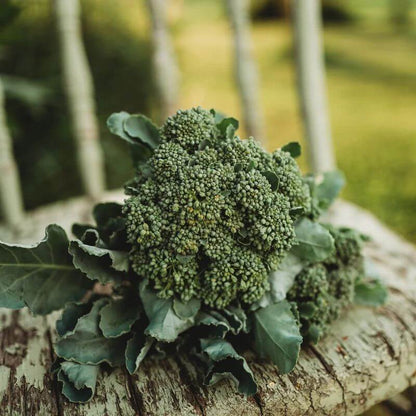 Calabrese Seeds - Heirloom Vegetable Plant for Home Gardens