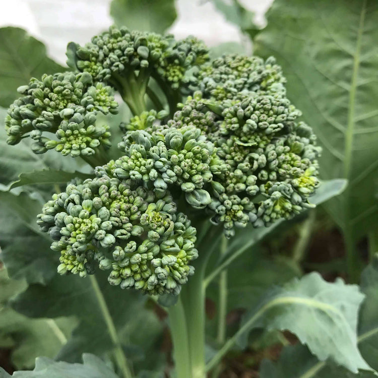 Calabrese Seeds - Heirloom Vegetable Plant for Home Gardens