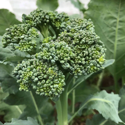 Calabrese Seeds - Heirloom Vegetable Plant for Home Gardens
