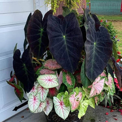 Caladium Black Seeds - Heirloom Flower Plant for Home Gardens