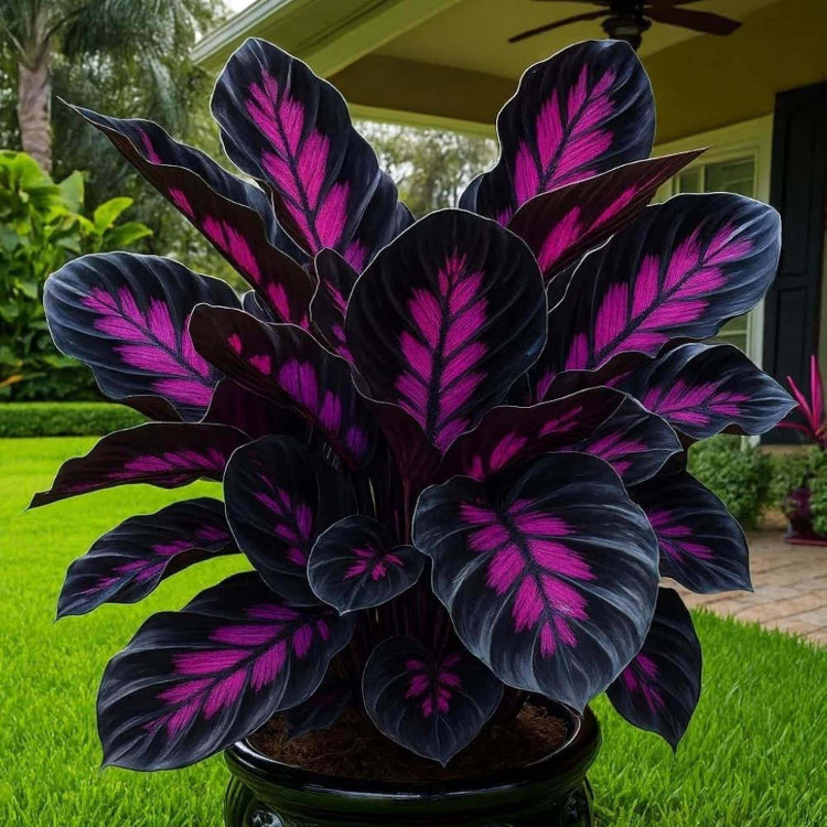 Caladium Black Seeds - Heirloom Flower Plant for Home Gardens