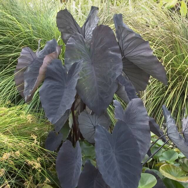 Caladium Black Seeds - Heirloom Flower Plant for Home Gardens