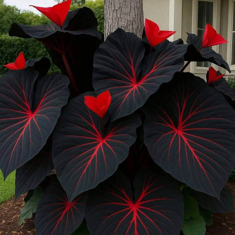 Caladium Black Seeds - Heirloom Flower Plant for Home Gardens
