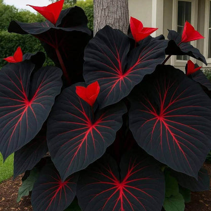 Caladium Black Seeds - Heirloom Flower Plant for Home Gardens