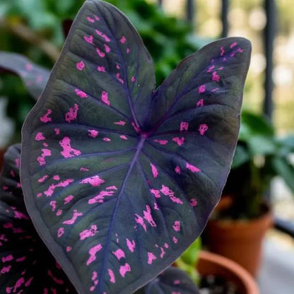 Caladium Black Seeds - Heirloom Flower Plant for Home Gardens