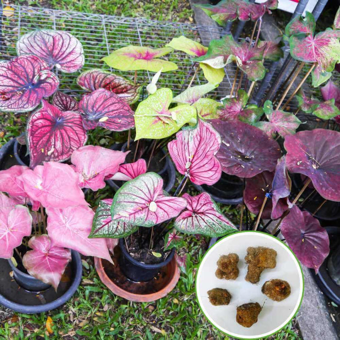 Caladium Seeds - Flower Plant for Home Gardens