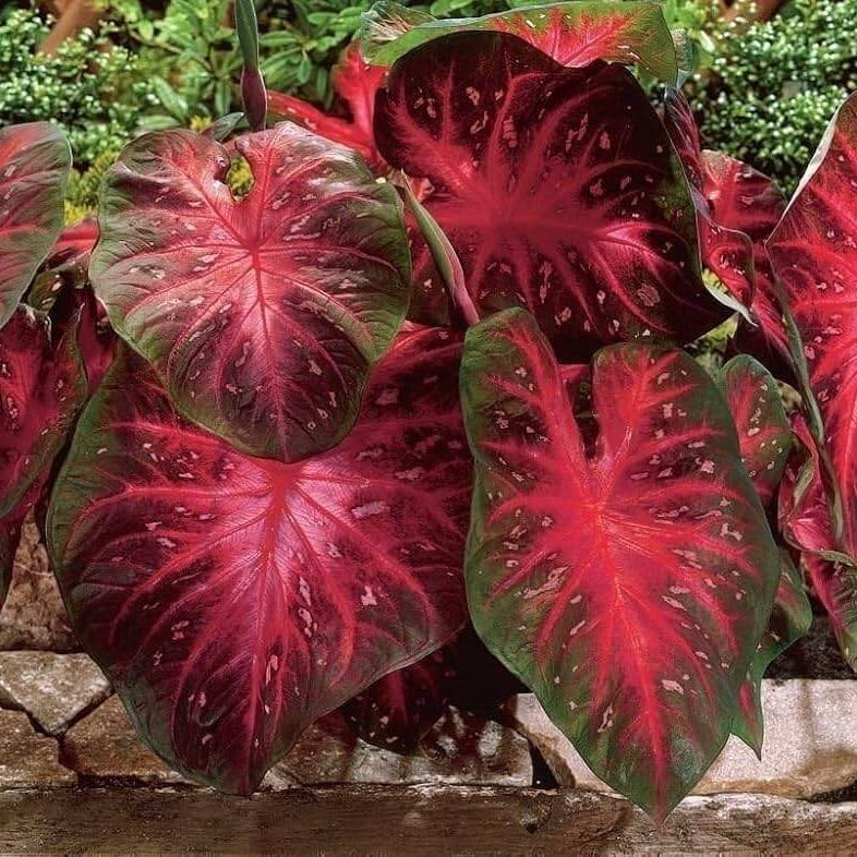 Caladium Seeds - Flower Plant for Home Gardens