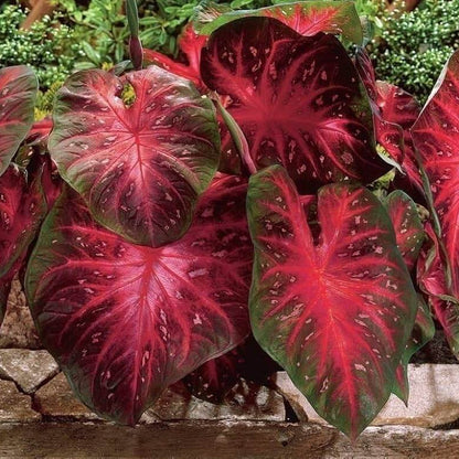 Caladium Seeds - Flower Plant for Home Gardens