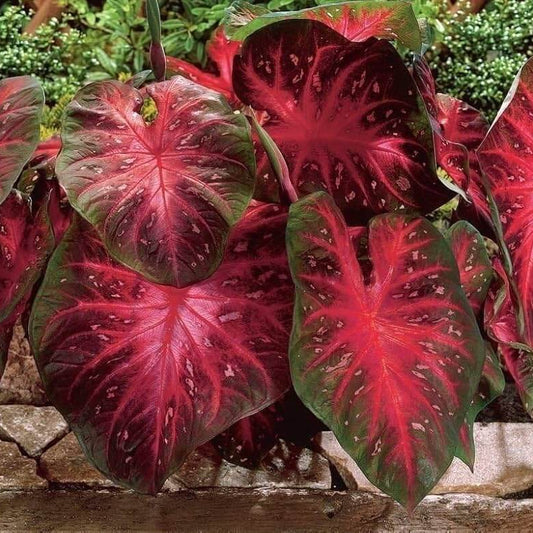 Caladium Seeds - Flower Plant for Home Gardens