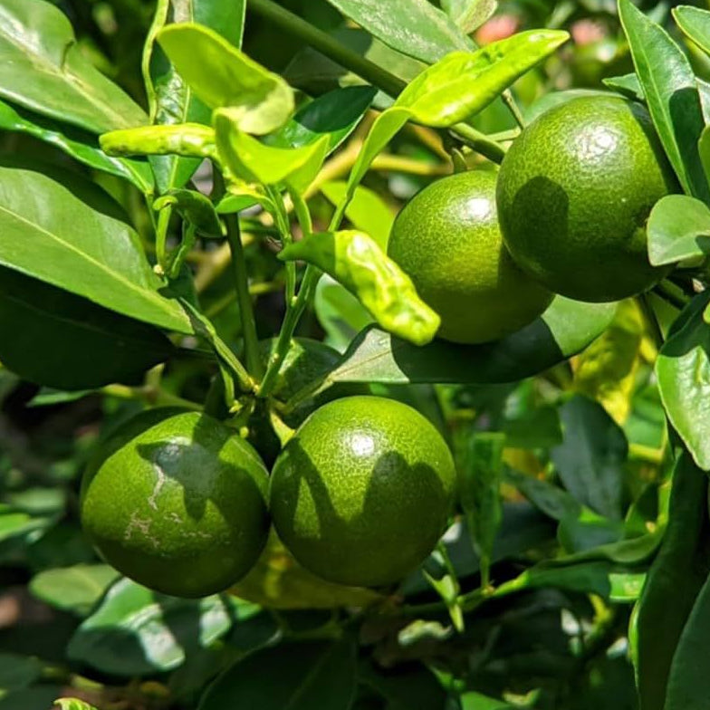 Calamansi Lime Seeds 