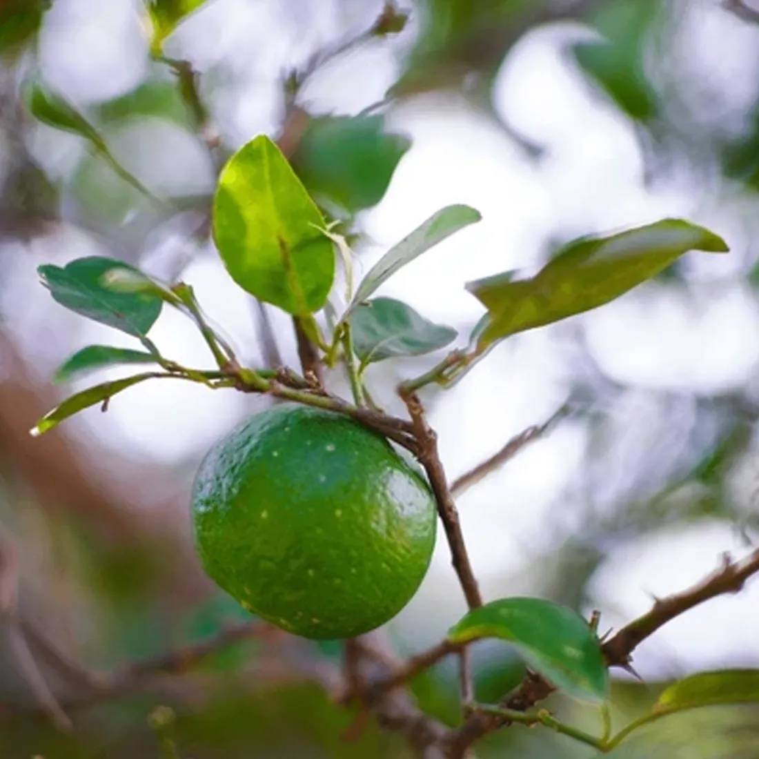 Calamansi Lime Seeds 