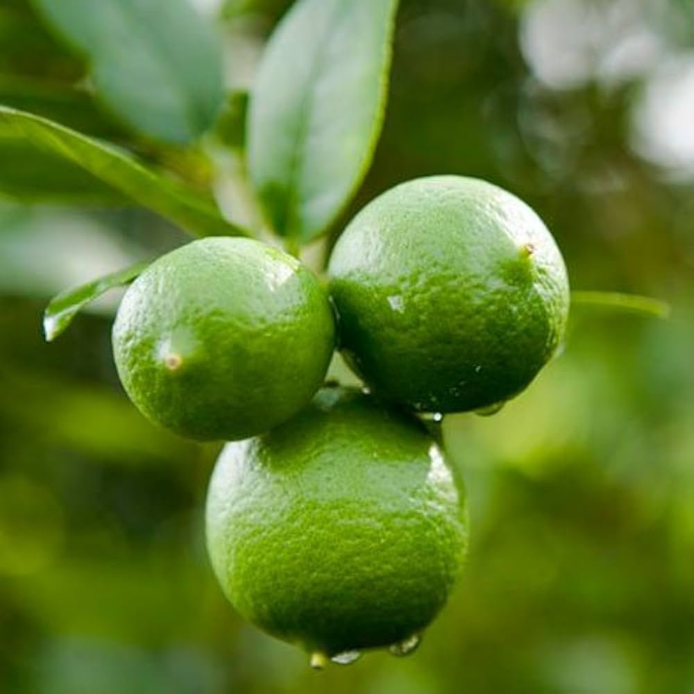 Calamansi Lime Seeds 