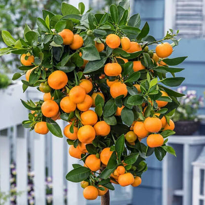 Calamondin Seeds - Heirloom Fruit Plant for Home Gardens