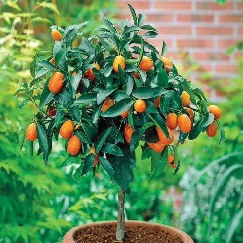 Calamondin Seeds - Heirloom Fruit Plant for Home Gardens