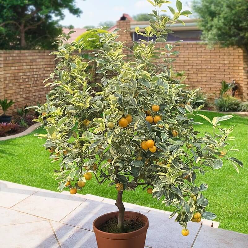 Calamondin Seeds - Heirloom Fruit Plant for Home Gardens