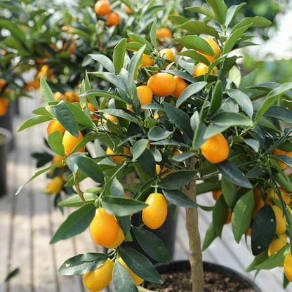 Calamondin Seeds - Heirloom Fruit Plant for Home Gardens