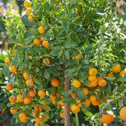 Calamondin Seeds - Heirloom Fruit Plant for Home Gardens