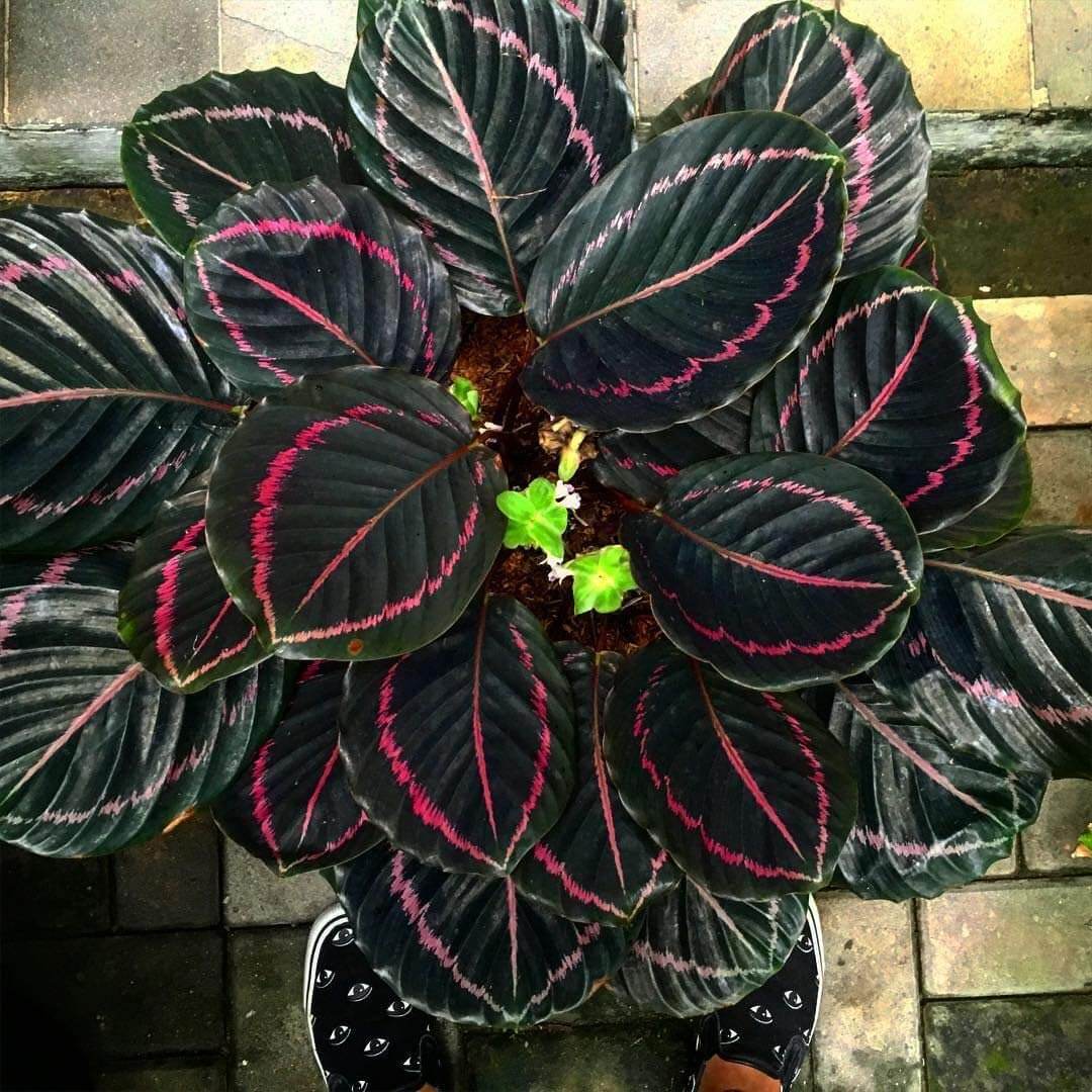 Calathea Black Seeds - Heirloom Houseplant Plant for Home Gardens