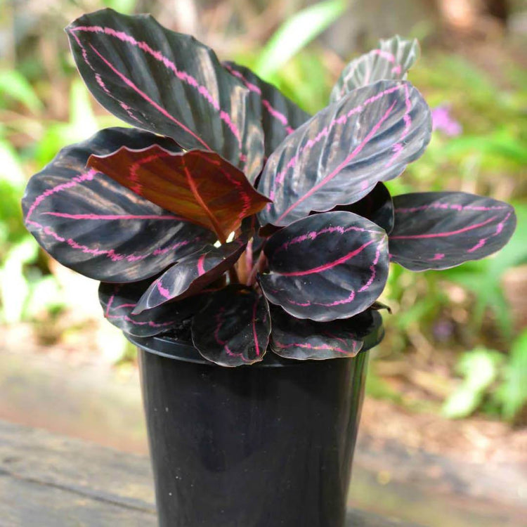Calathea Black Seeds - Heirloom Houseplant Plant for Home Gardens