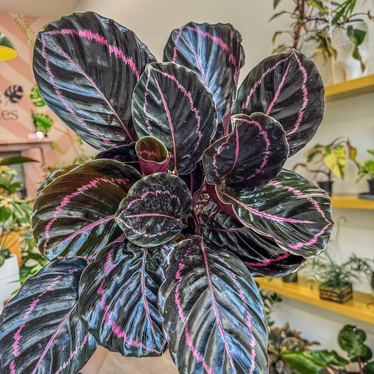Calathea Black Seeds - Heirloom Houseplant Plant for Home Gardens