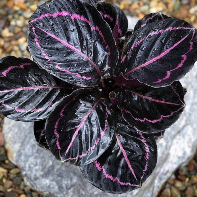 Calathea Black Seeds - Heirloom Houseplant Plant for Home Gardens