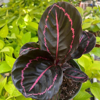 Calathea Black Seeds - Heirloom Houseplant Plant for Home Gardens