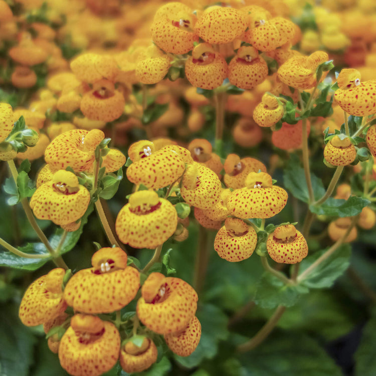 Calceolaria Seeds - Heirloom Flower Plant for Home Gardens