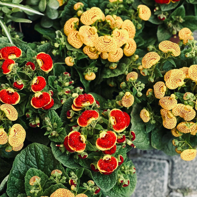 Calceolaria Seeds - Heirloom Flower Plant for Home Gardens