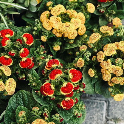 Calceolaria Seeds - Heirloom Flower Plant for Home Gardens