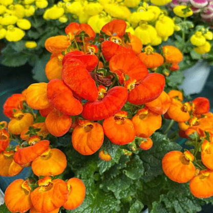 Calceolaria Seeds - Heirloom Flower Plant for Home Gardens
