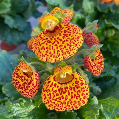 Calceolaria Seeds - Heirloom Flower Plant for Home Gardens