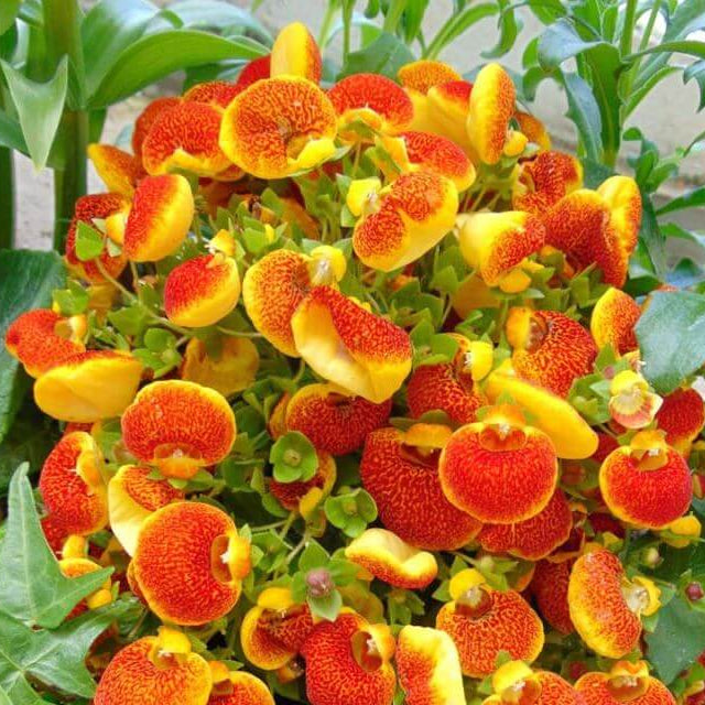 Calceolaria Seeds - Heirloom Flower Plant for Home Gardens