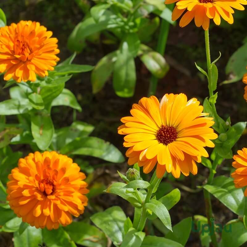 Calendula Seeds - Flower Plant