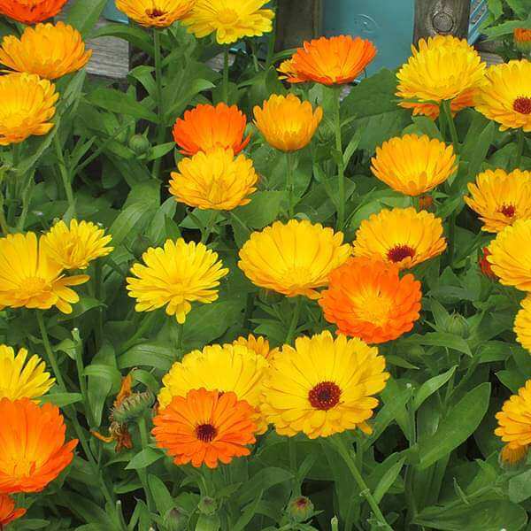 Calendula Seeds - Flower Plant