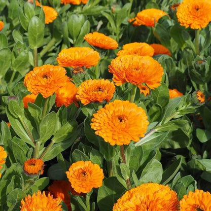 Calendula Seeds - Flower Plant