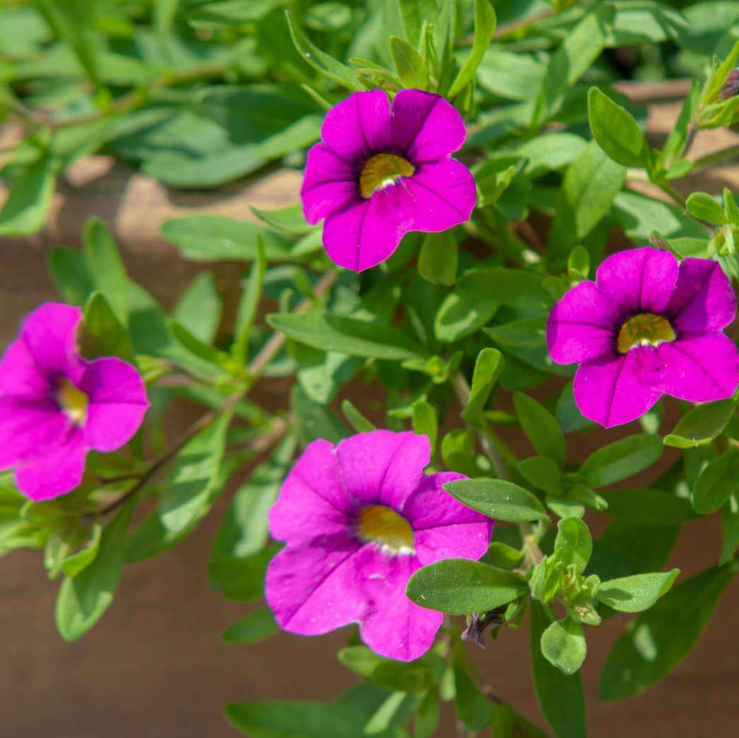 Calibrachoa Seeds
