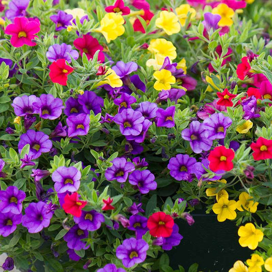 Calibrachoa Seeds
