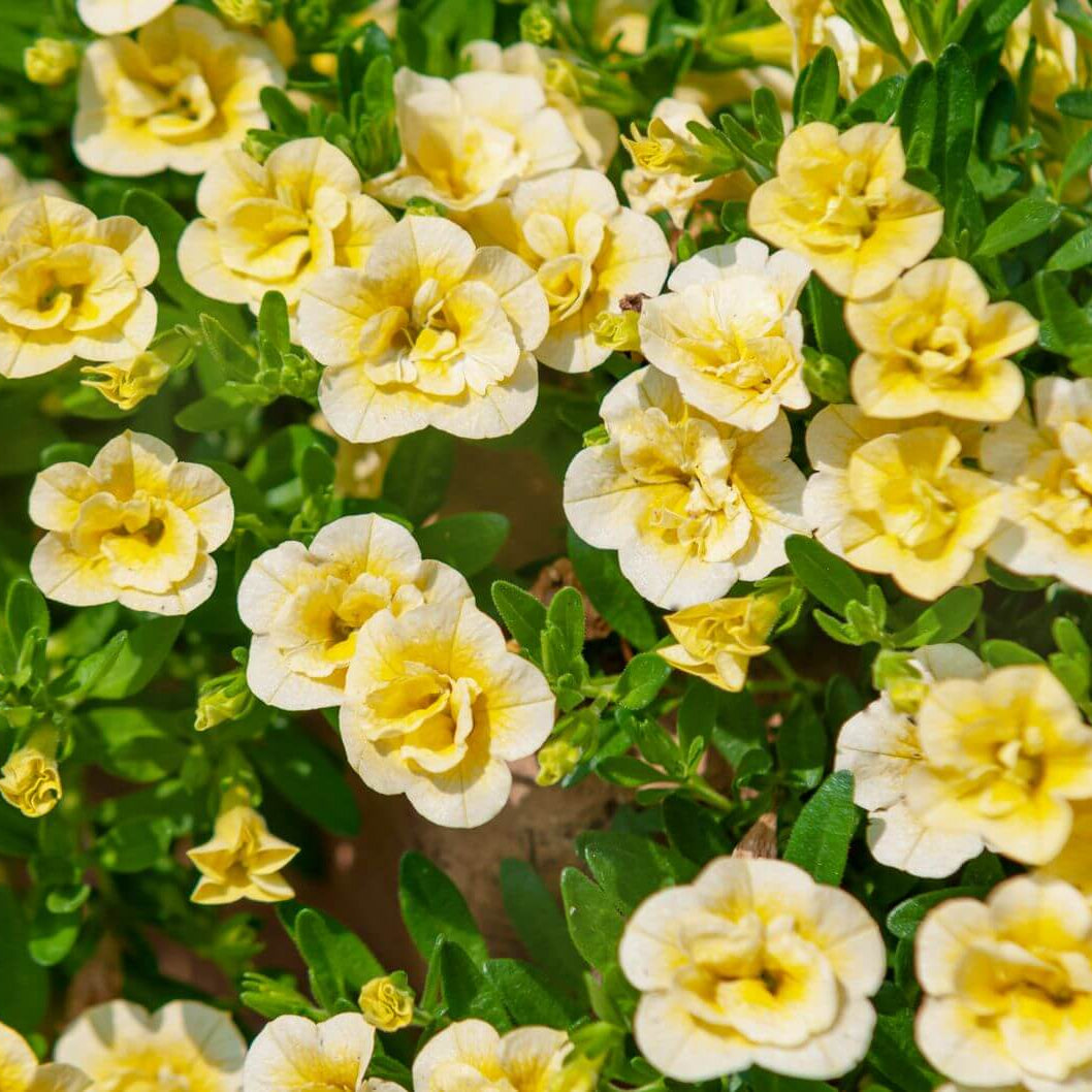 Calibrachoa Seeds