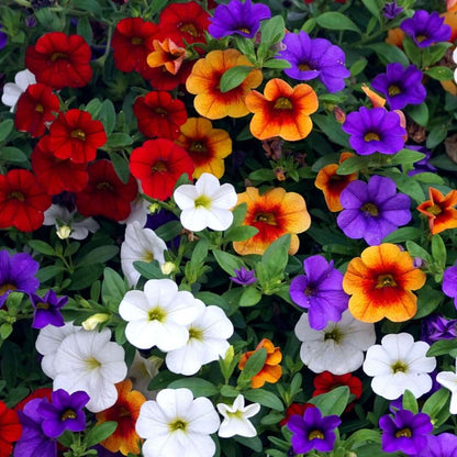 Calibrachoa Seeds