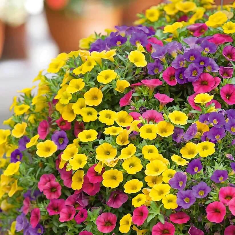 Calibrachoa Seeds