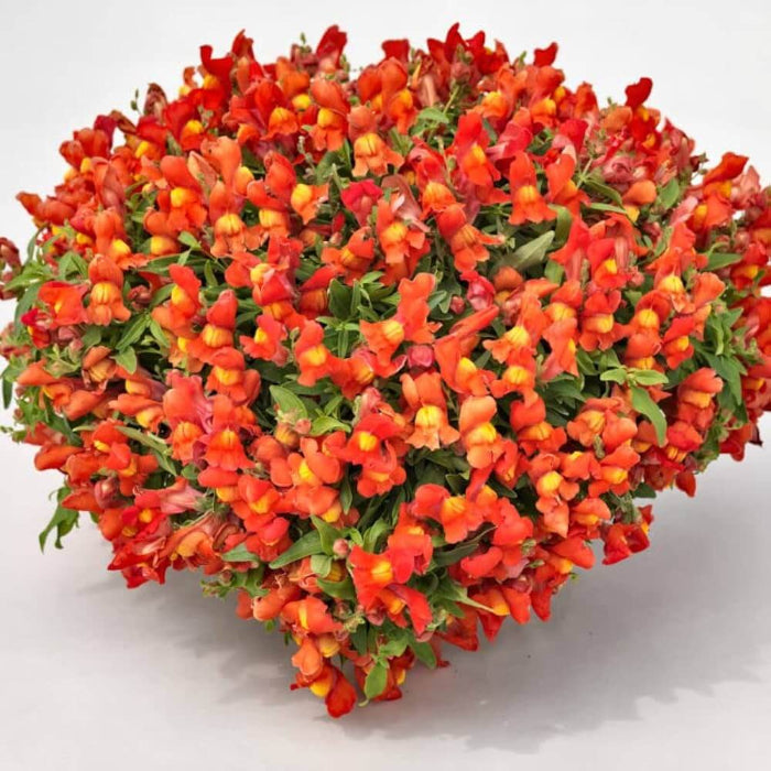 Calibrachoa Seeds - Flower Plant for Home Gardens
