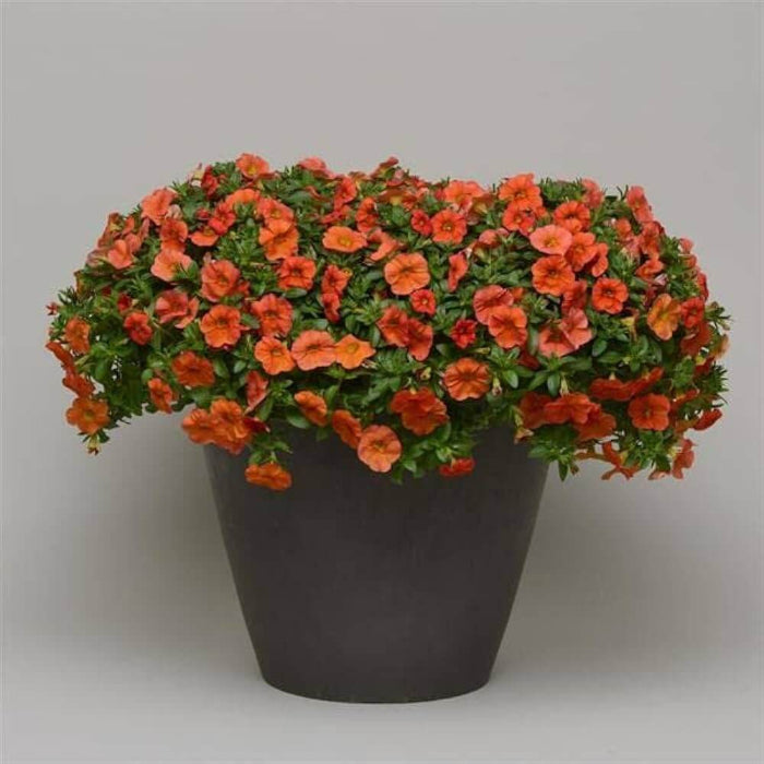 Calibrachoa Seeds - Flower Plant for Home Gardens